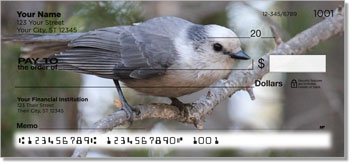 Gray Jay Bird Personalized Checks